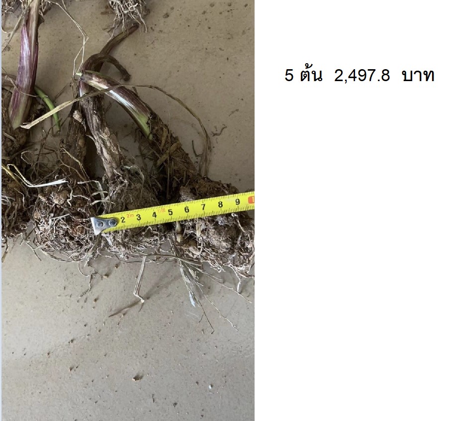 Colocasia esculenta 'Diamond Head'(Taro) Colocasia esculenta 'Diamond Head'(Taro) Colocasia esculenta 'Diamond Head'(Taro)