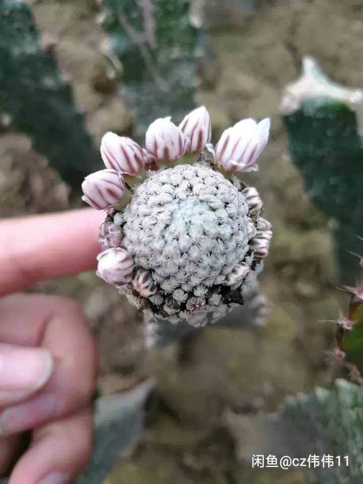 Feather pill 羽毛丸 Feather pill